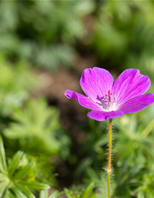 Geranium sanguineum