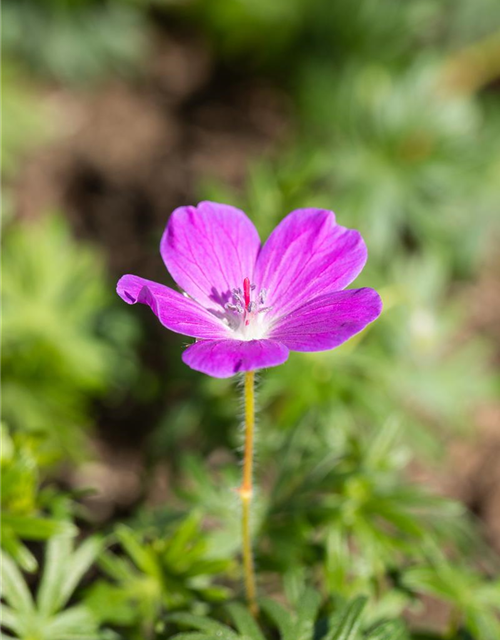 Geranium sanguineum