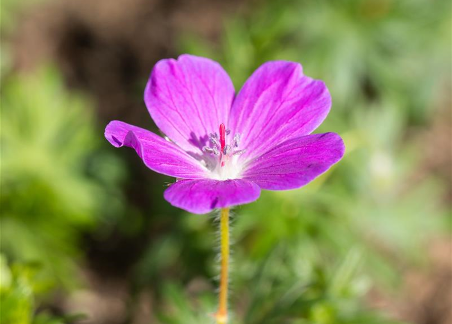 Geranium sanguineum