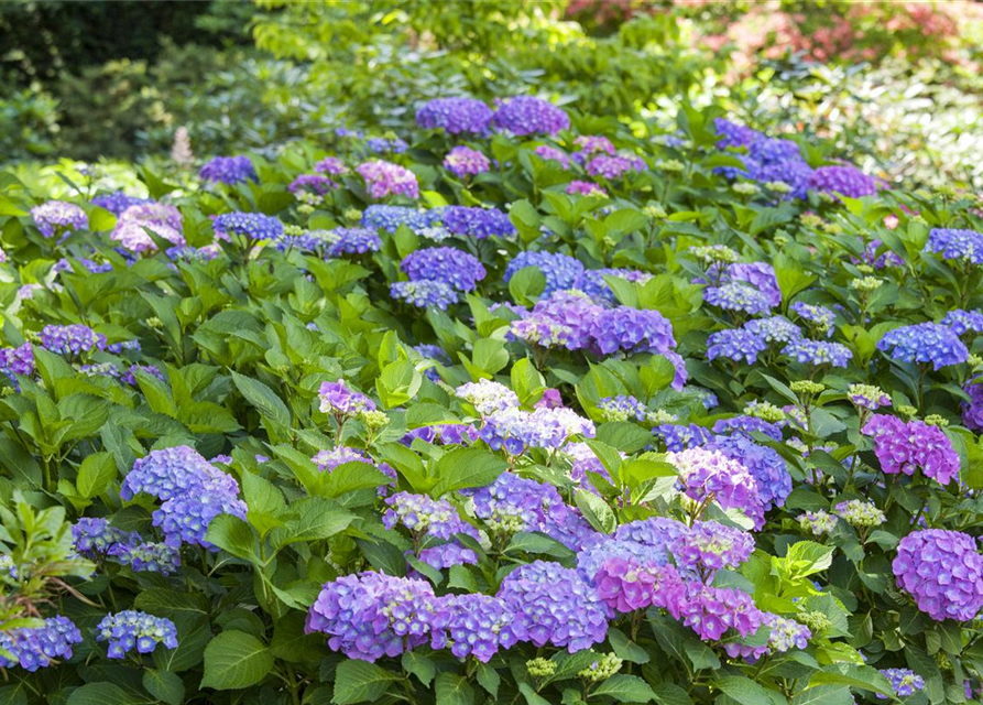 Hydrangea macrophylla