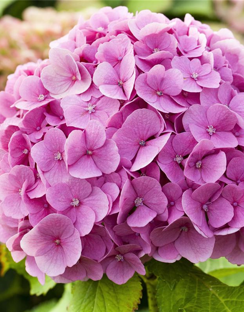 Hydrangea macrophylla