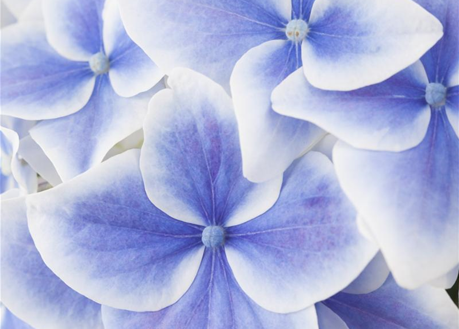 Hydrangea macrophylla