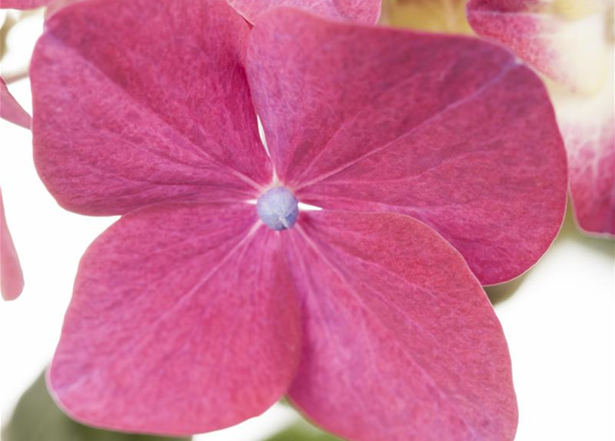 Hydrangea macrophylla