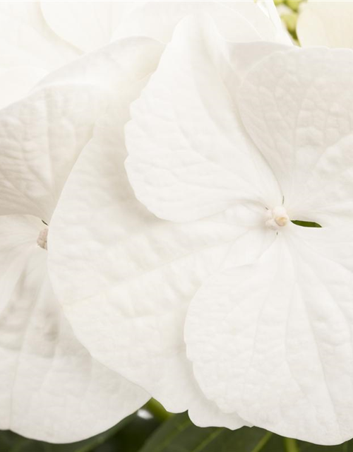 Hydrangea macrophylla