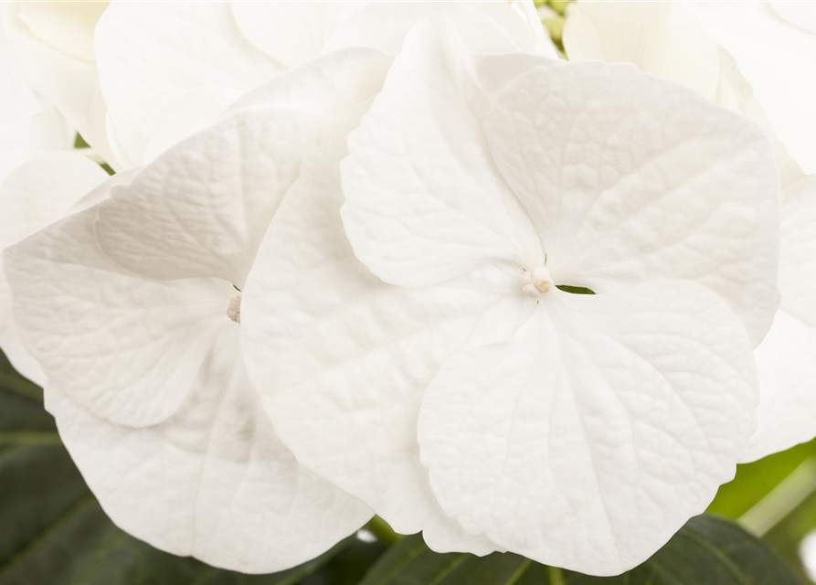 Hydrangea macrophylla