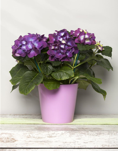 Hydrangea macrophylla