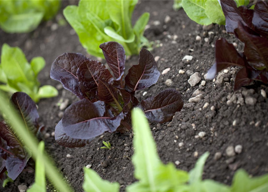 Lactuca sativa