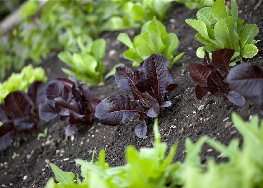 Lactuca sativa