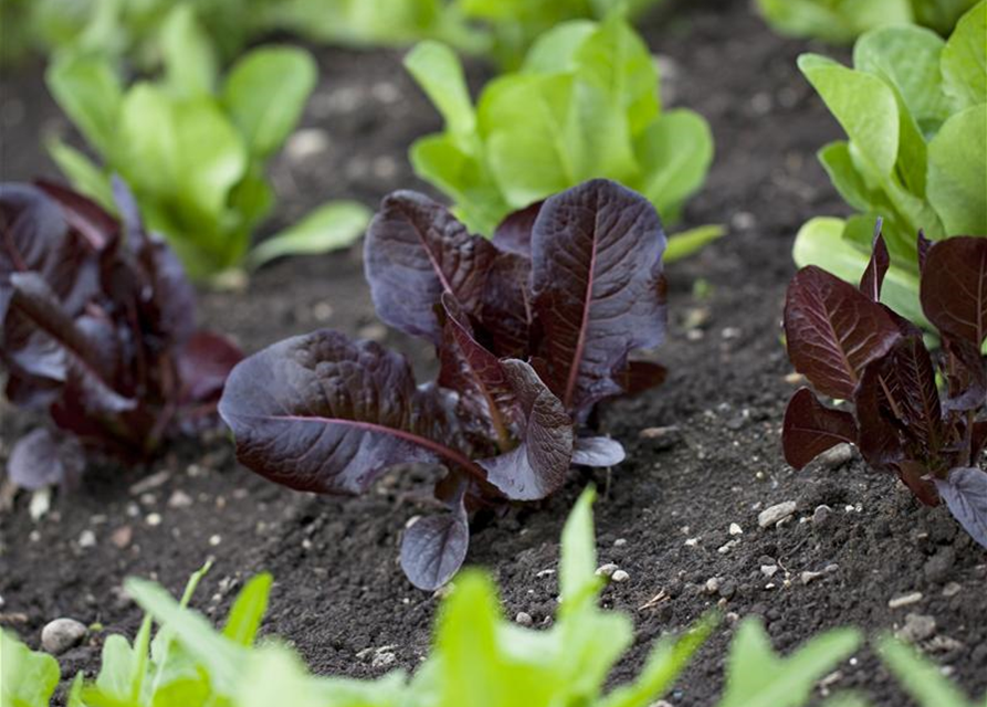 Lactuca sativa