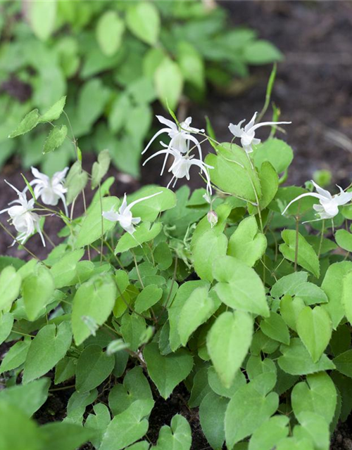 Epimedium