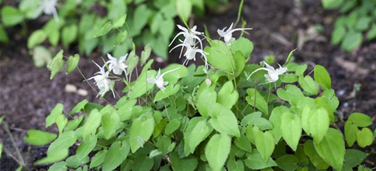 Epimedium