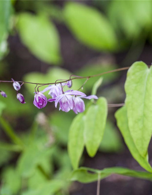 Epimedium