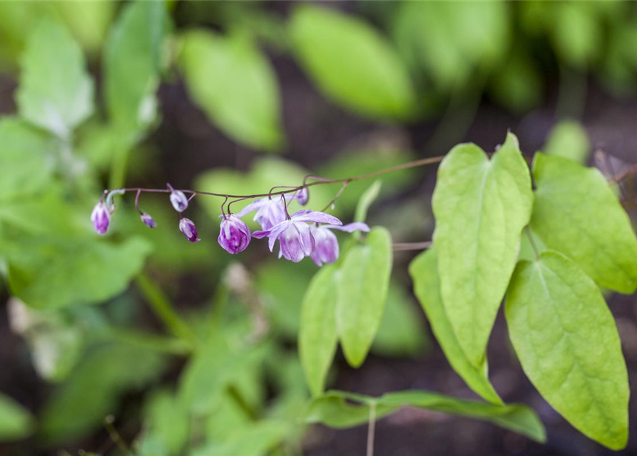 Epimedium