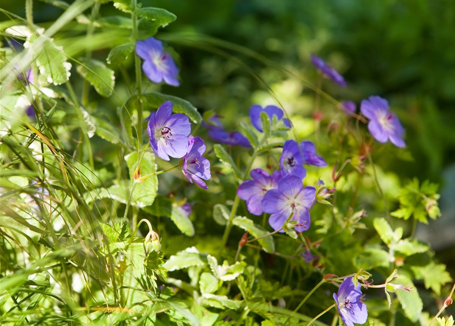 Geranium wallichianum 'Rozanne'®