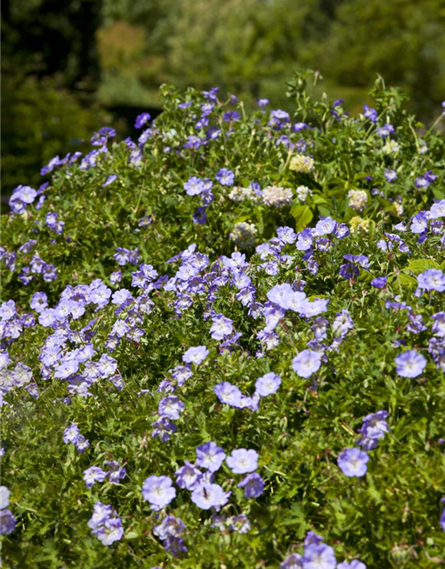 Geranium wallichianum 'Rozanne'®