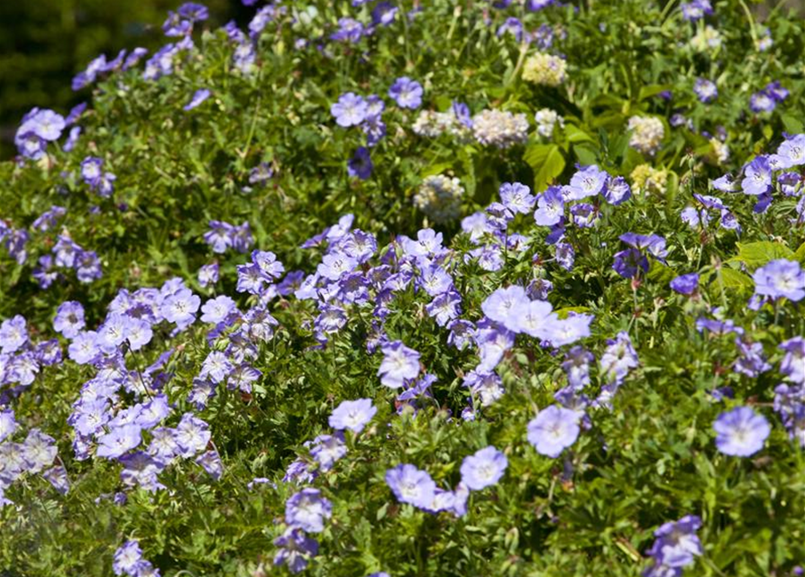 Geranium wallichianum 'Rozanne'®