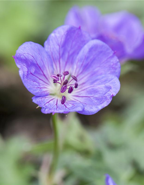 Geranium wallichianum 'Rozanne'®