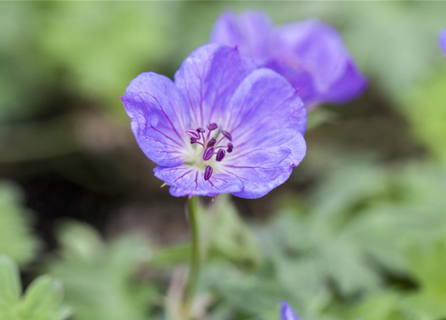 Geranium wallichianum 'Rozanne'®