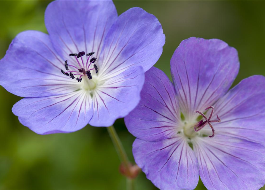 Geranium wallichianum 'Rozanne'®