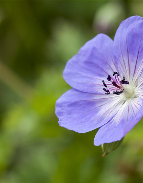 Geranium wallichianum 'Rozanne'®