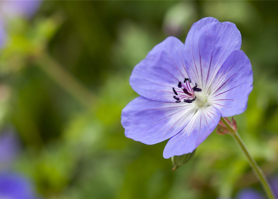 Geranium wallichianum 'Rozanne'®