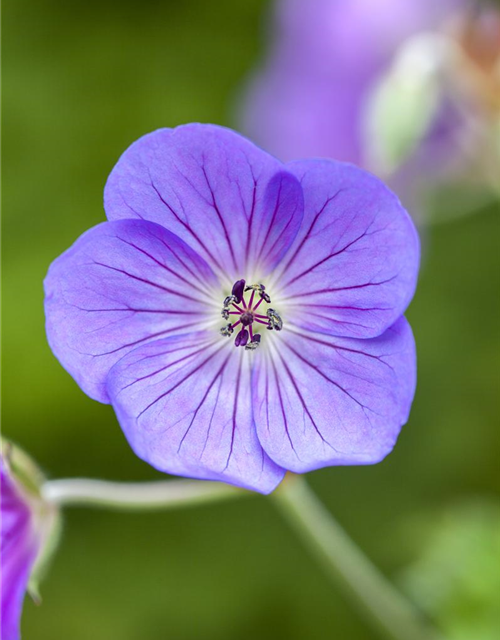 Geranium wallichianum 'Rozanne'®