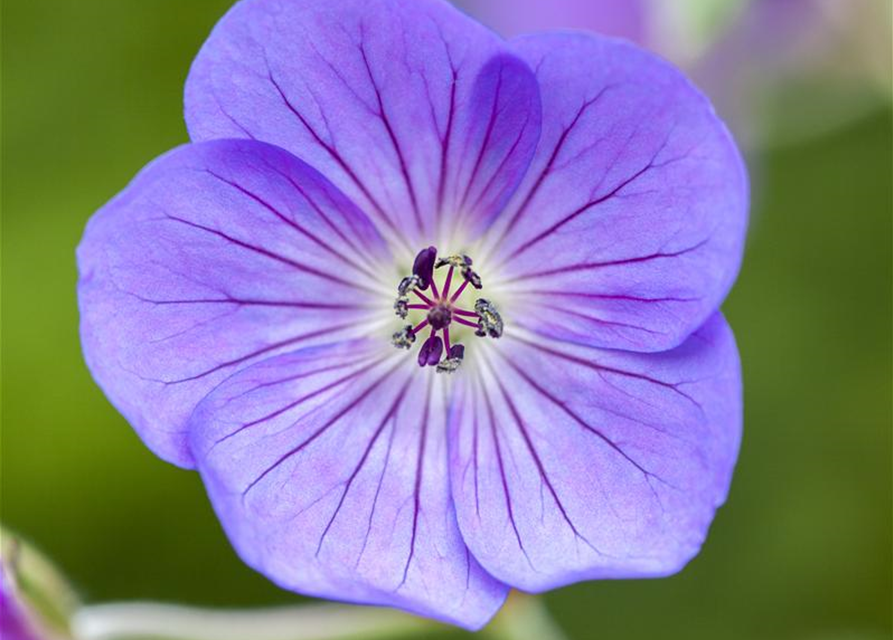 Geranium wallichianum 'Rozanne'®