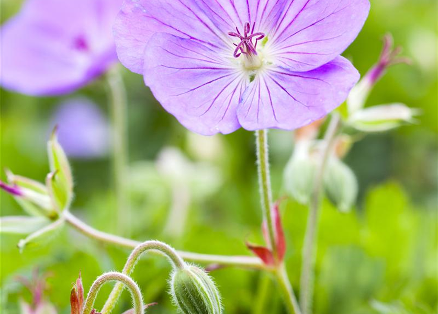 Geranium wallichianum 'Rozanne'®