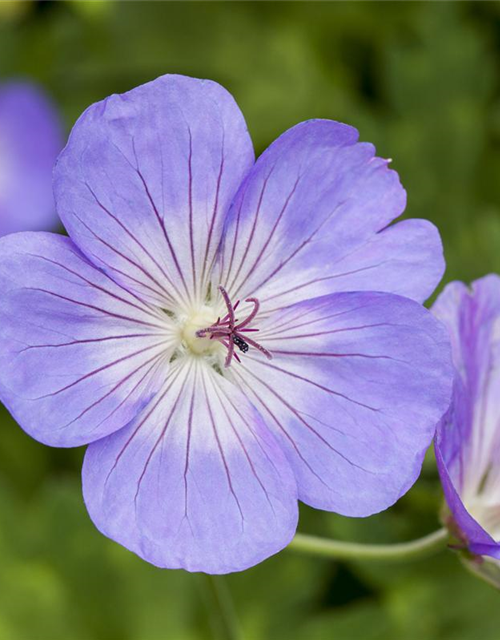 Geranium wallichianum 'Rozanne'®