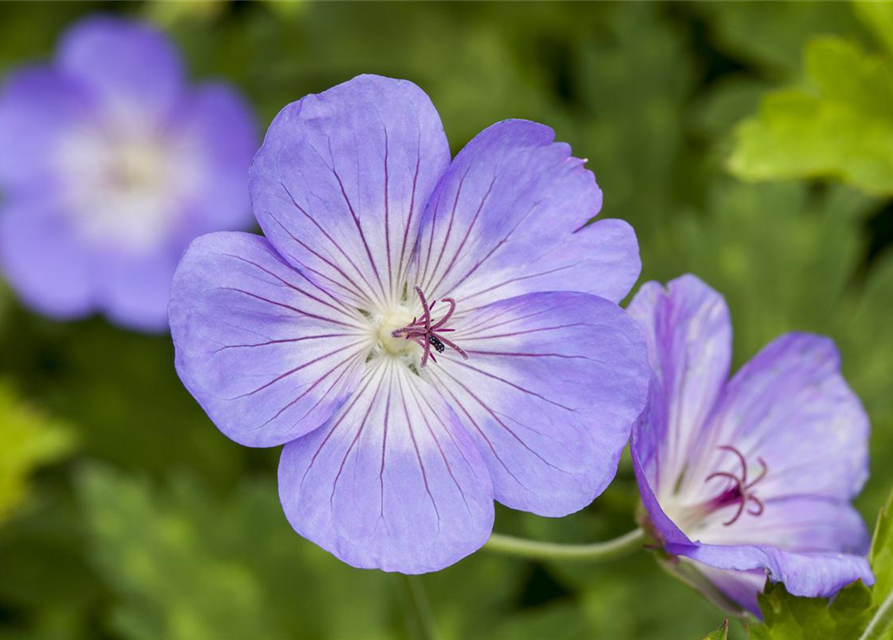 Geranium wallichianum 'Rozanne'®