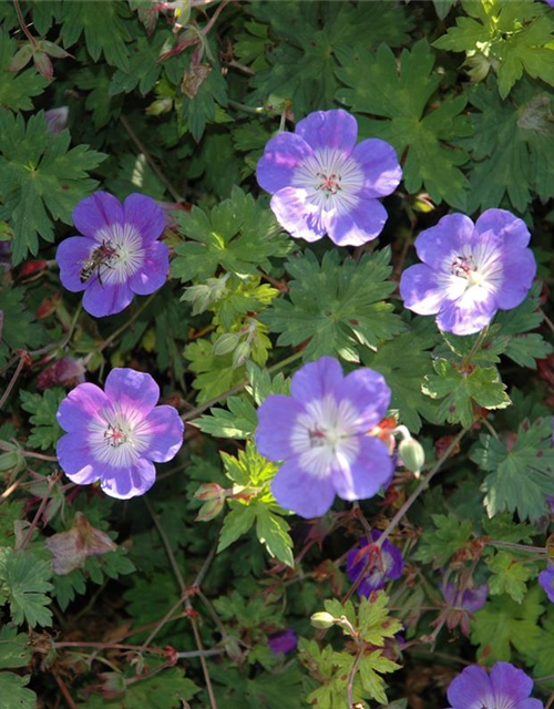 Geranium wallichianum 'Rozanne'®