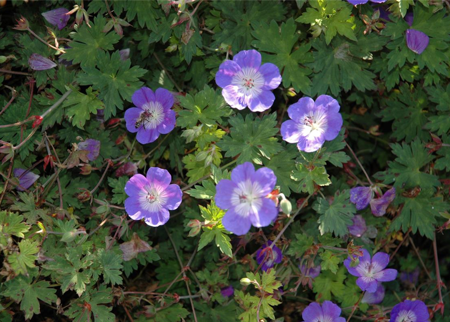 Geranium wallichianum 'Rozanne'®