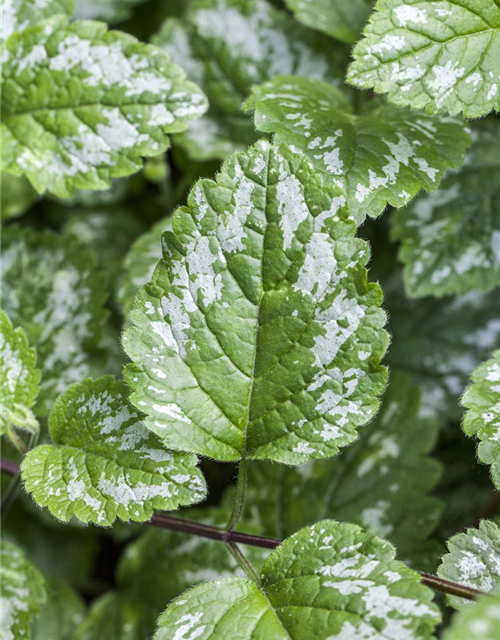 Lamium maculatum