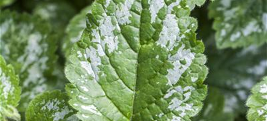 Lamium maculatum