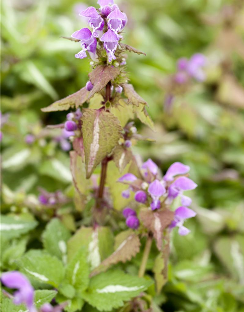 Lamium maculatum