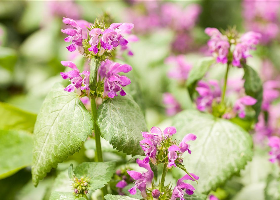 Lamium maculatum