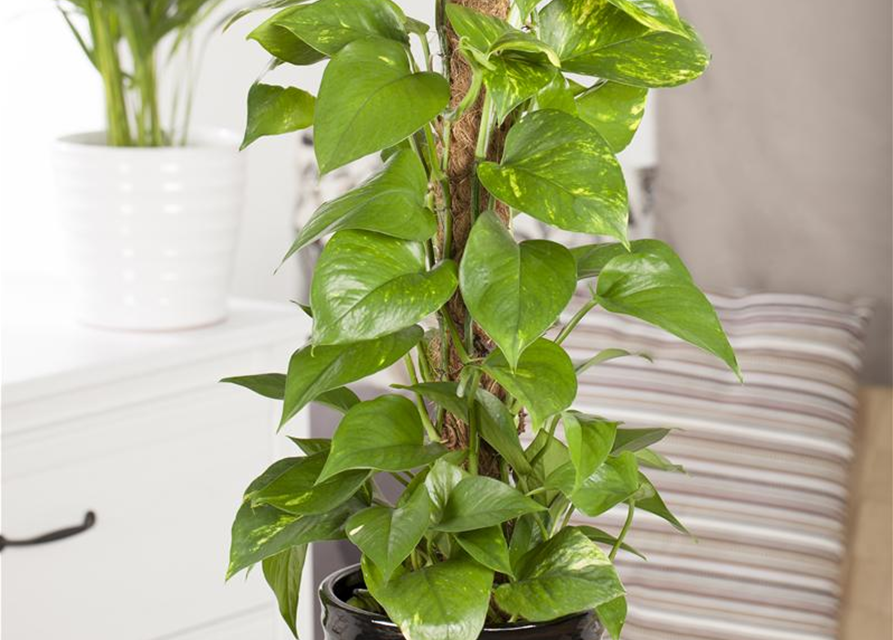 Epipremnum aureum