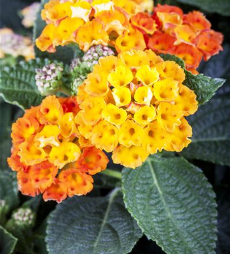 Lantana camara