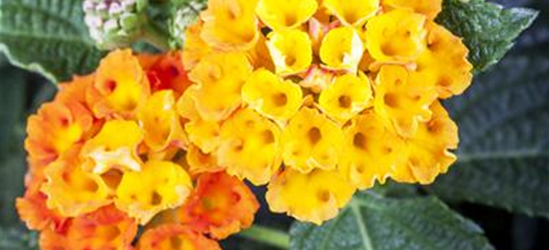 Lantana camara