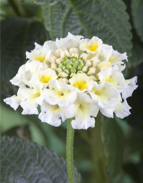 Lantana camara