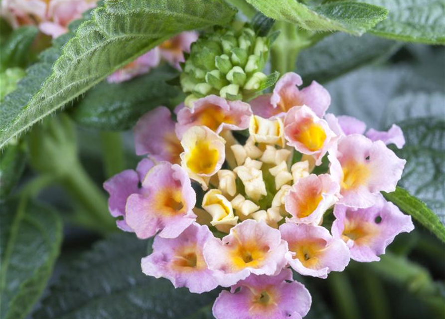 Lantana camara