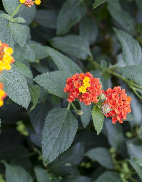 Lantana camara