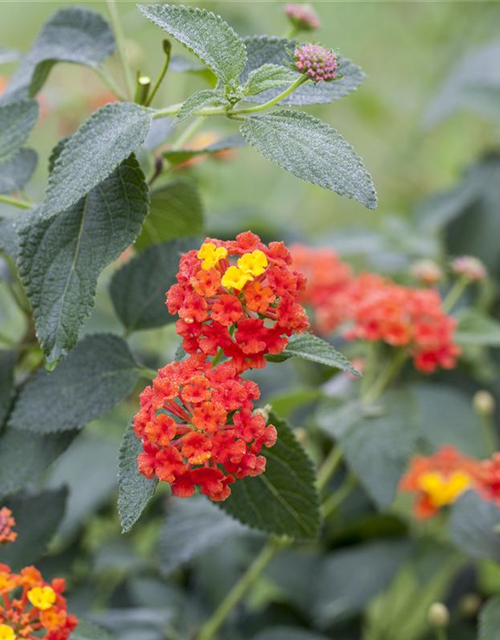 Lantana camara