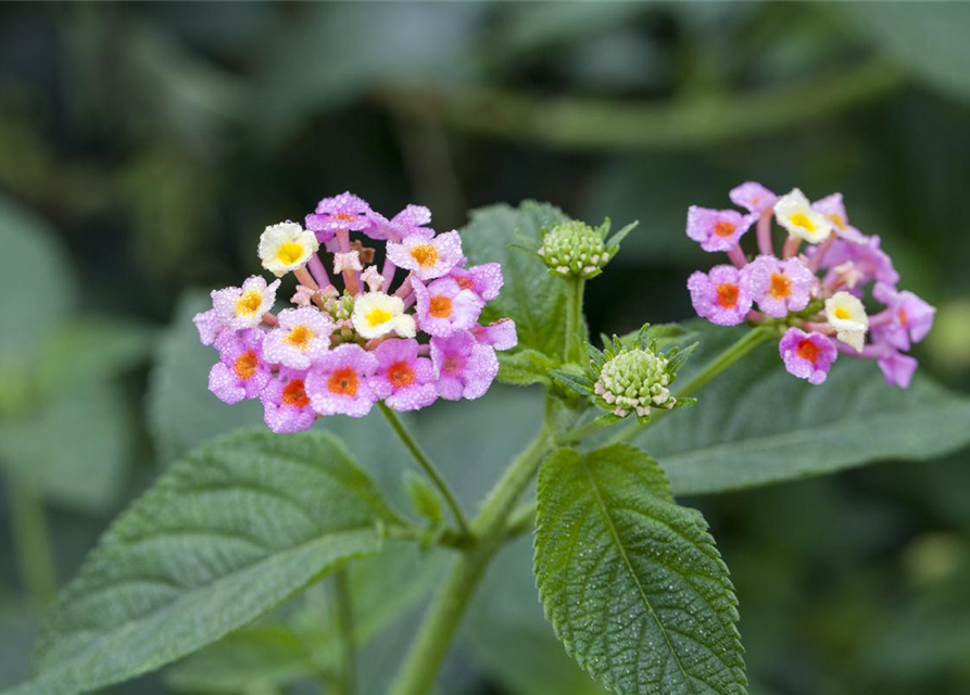 Lantana camara