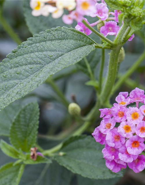 Lantana camara