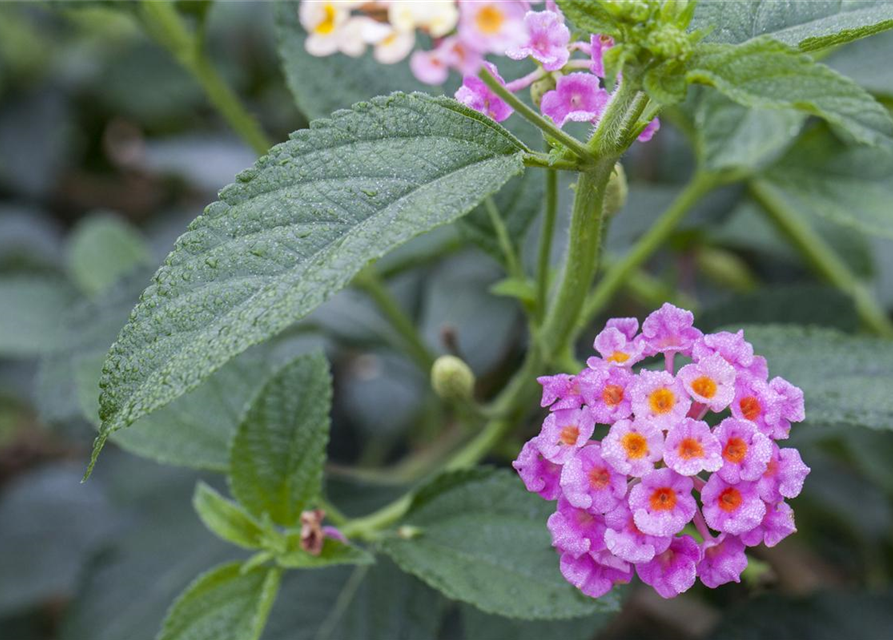 Lantana camara