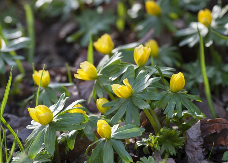 Eranthis hyemalis