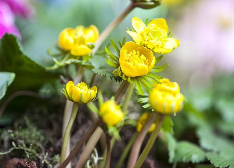 Eranthis hyemalis