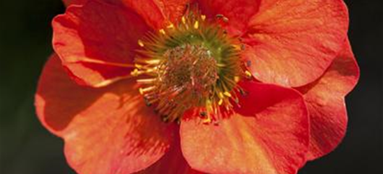 Geum coccineum