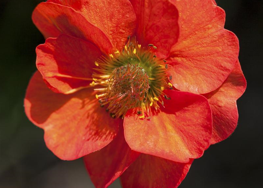 Geum coccineum